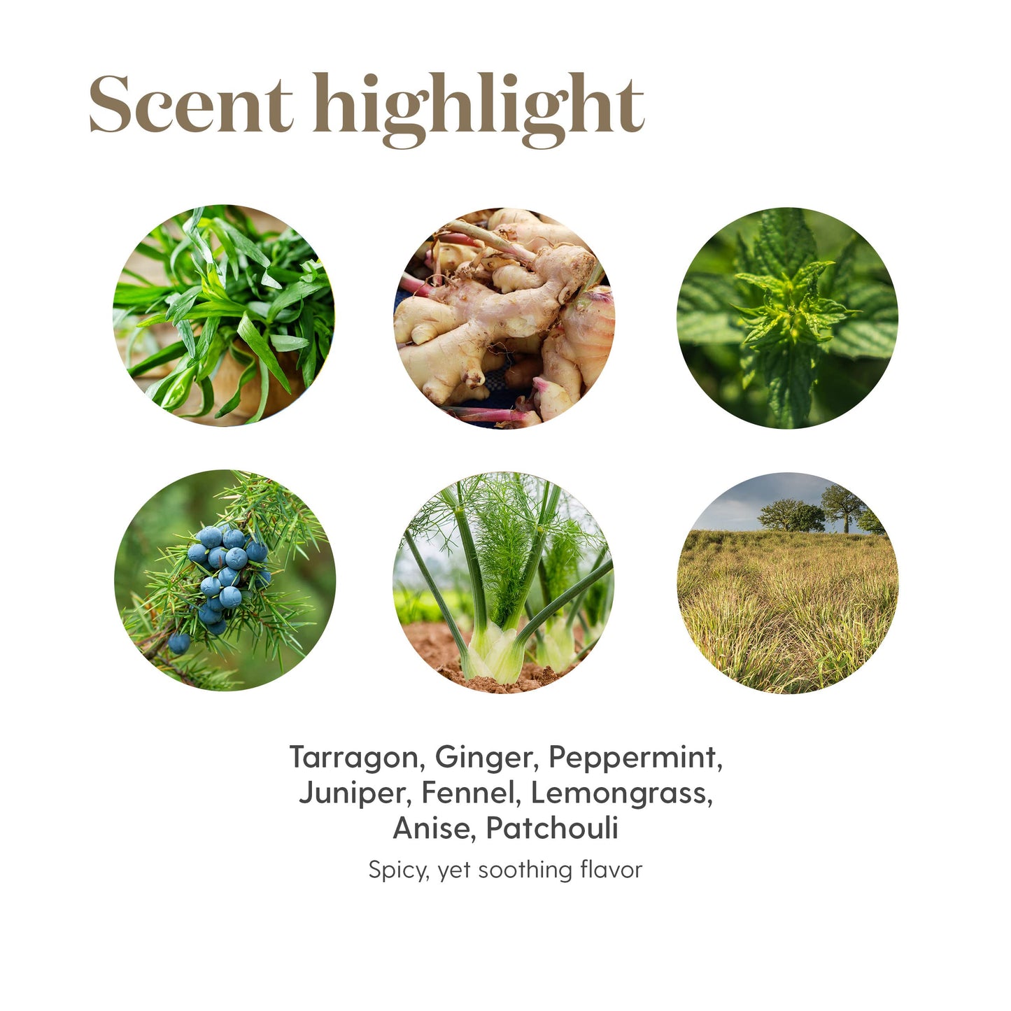 Vitality DiGize 5ml โ Digestive Support | Young Living Essential Oils