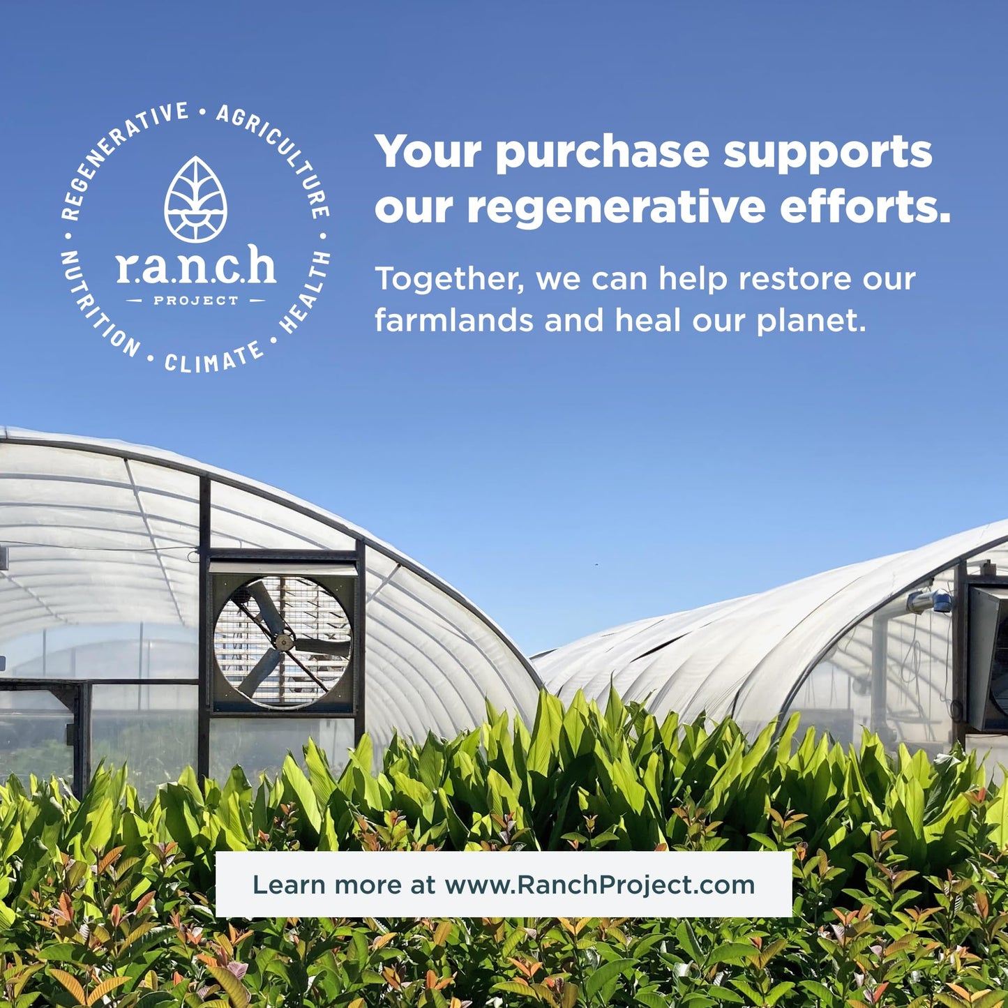 Ancient Omegas Whole Body by Ancient Nutrition β Wild-Caught Fish Oil, ALA/DHA/EPA/ETA, 90 Capsules
