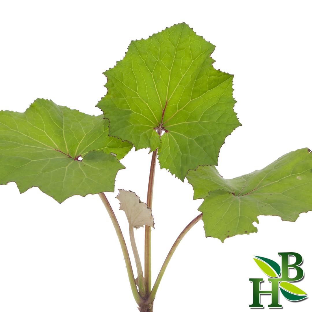 Coltsfoot Leaf C/S (Cut & Sifted) โ Tussilago farfara, Wildcrafted 4oz | Herb To Body