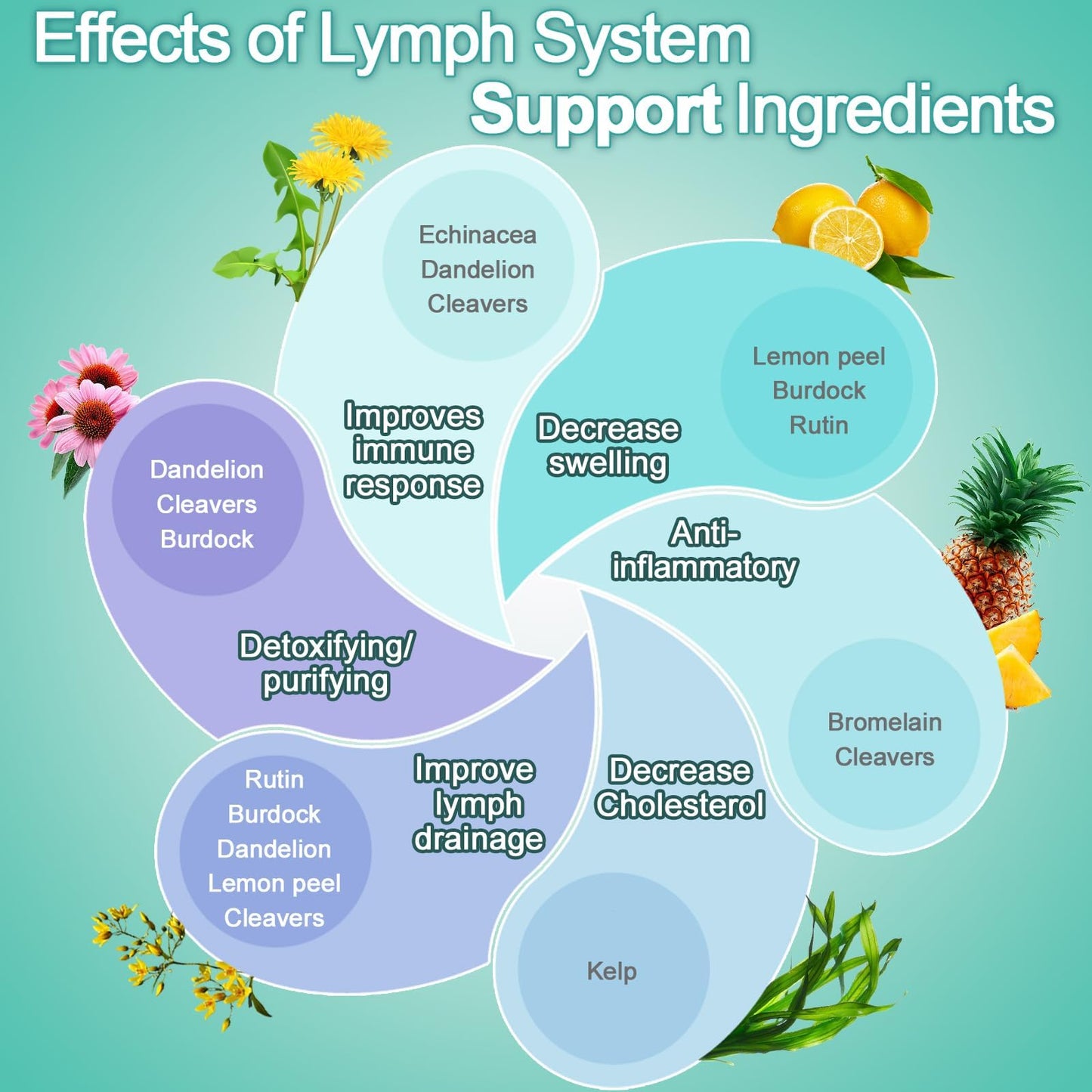 EOCUTE Lymph System Support Supplement โ Lymphatic Drainage with Echinacea & Dandelion, 120 Count (2 Bottles) For Women & Men