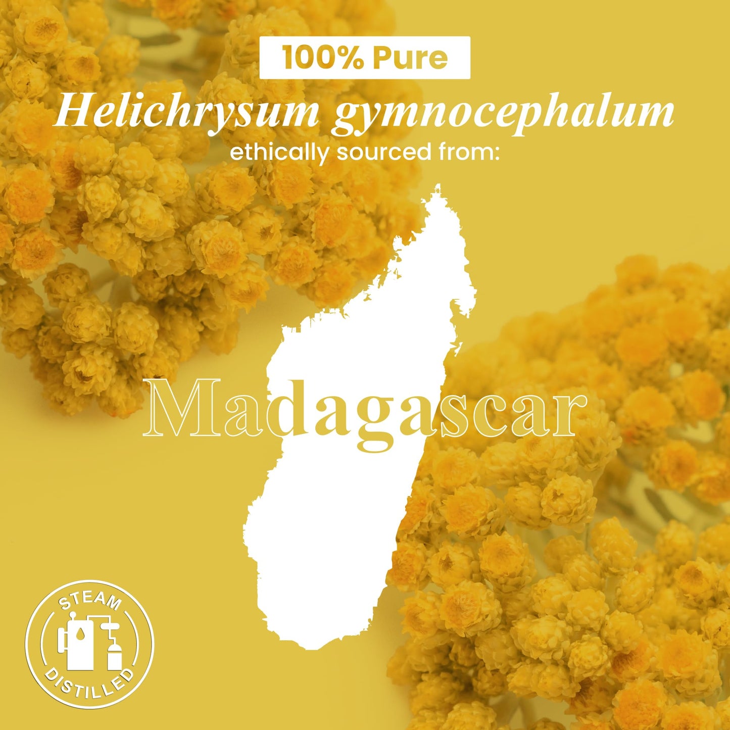 Handcraft Blends Helichrysum Essential Oil โ 1 Fl Oz | 100% Pure
