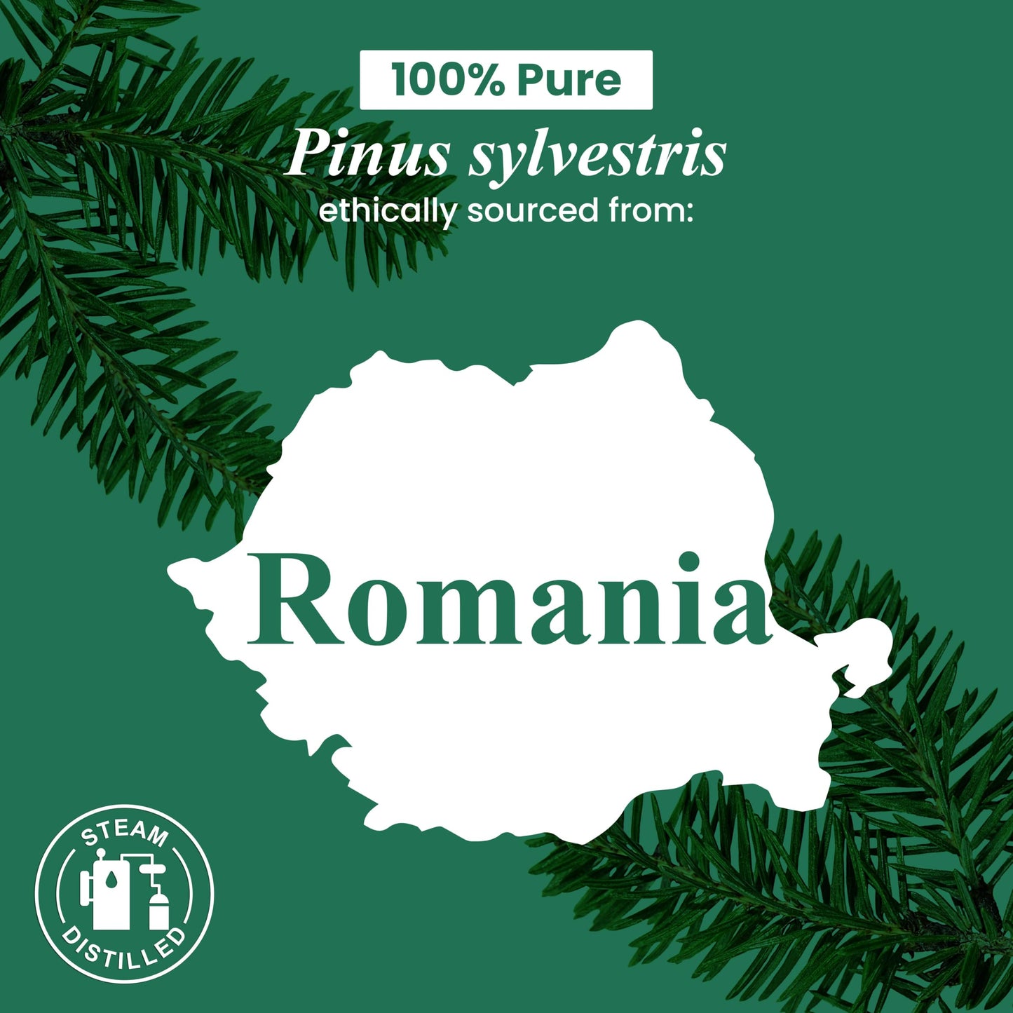Handcraft Blends Pine Essential Oil โ 1 Fl Oz | 100% Pure & Natural