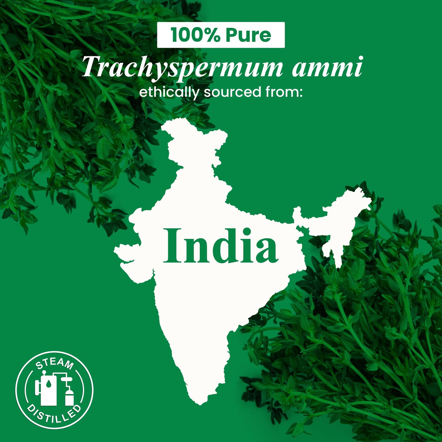 Thyme Essential Oil 4 oz โ 100% Pure & Natural | Handcraft Blends