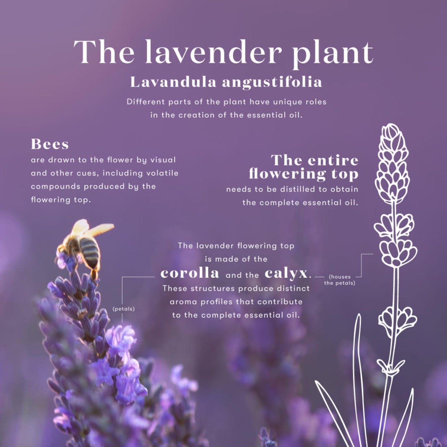 Lavender Essential Oil by Young Living, 15 mL โ Topical & Aromatic Use