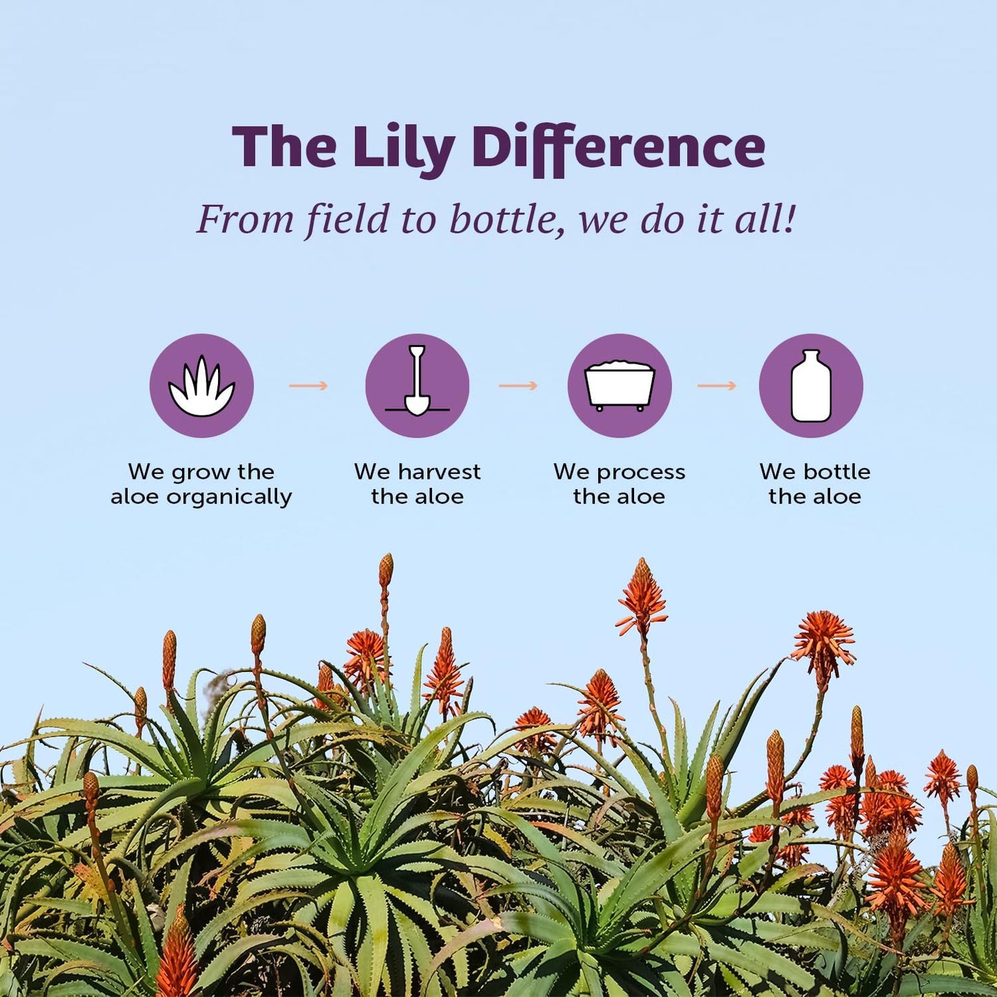 Lily Of The Desert Aloe Vera Juice - Whole Leaf, Non-GMO, 64 oz