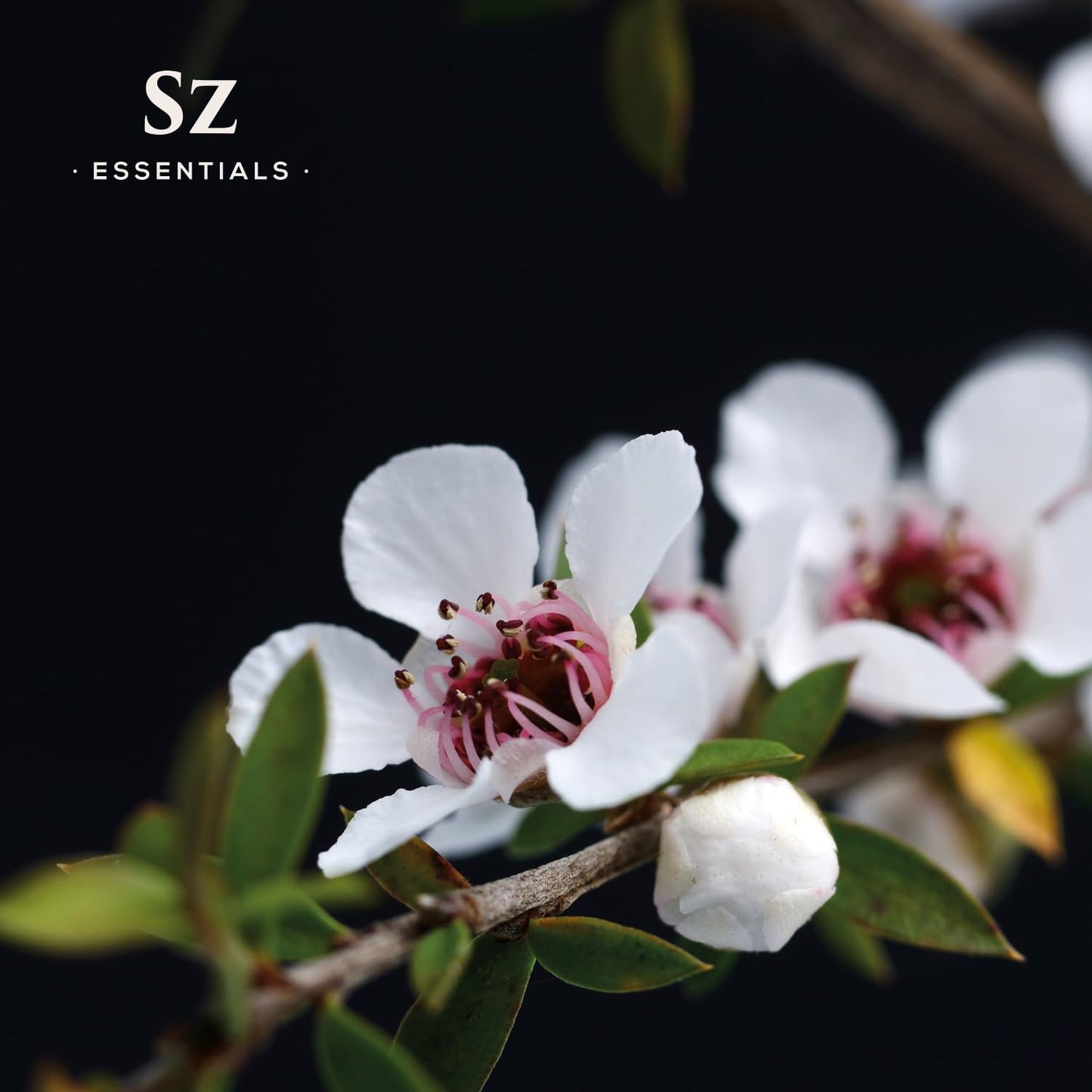 Sz Essentials Manuka Essential Oil β 100% Pure & Natural, New Zealand, 0.17 fl oz (5ml)