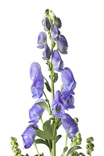 OLLOIS Aconitum Napellus 30C โ Organic, Lactose-Free Homeopathic Medicine | 80 Pellets