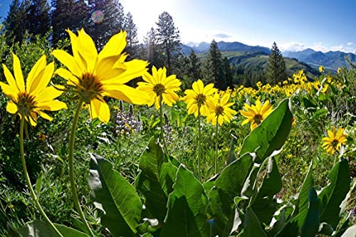 OLLOIS Arnica Montana 30x Organic Lactose-Free โ Homeopathic Medicine, 80 Pellets