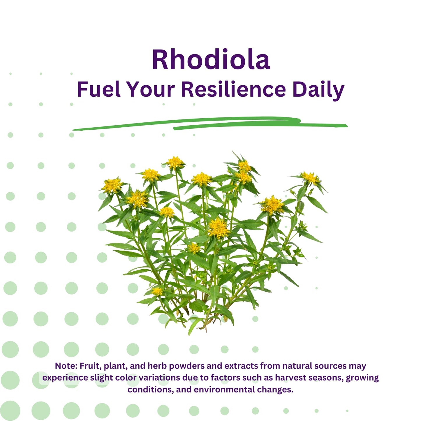 Paradise Herbs Rhodiola Extract 500mg | Ultra Pure, Vegan, Non-GMO, Gluten Free โ 60 Vegetarian Capsules