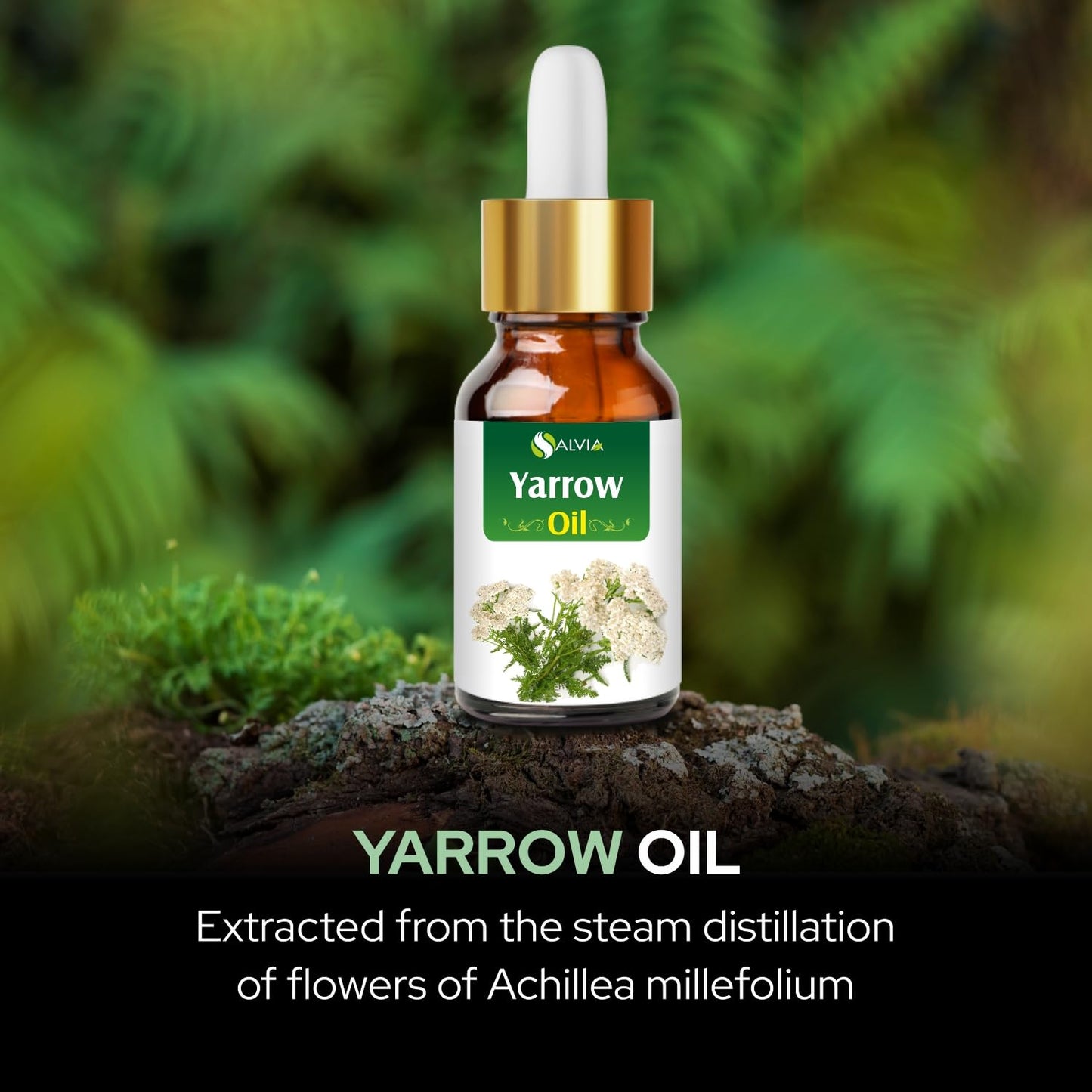 Yarrow Essential Oil (Achillea millefolium) โ Pure & Natural, Therapeutic Grade for Aromatherapy