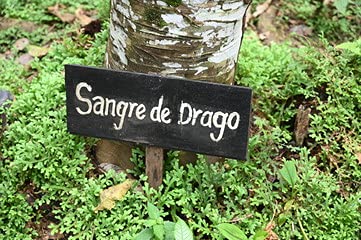 Raw Garden Dragon's Blood Original โ 1 Oz Peruvian Sangre De Drago Concentrate