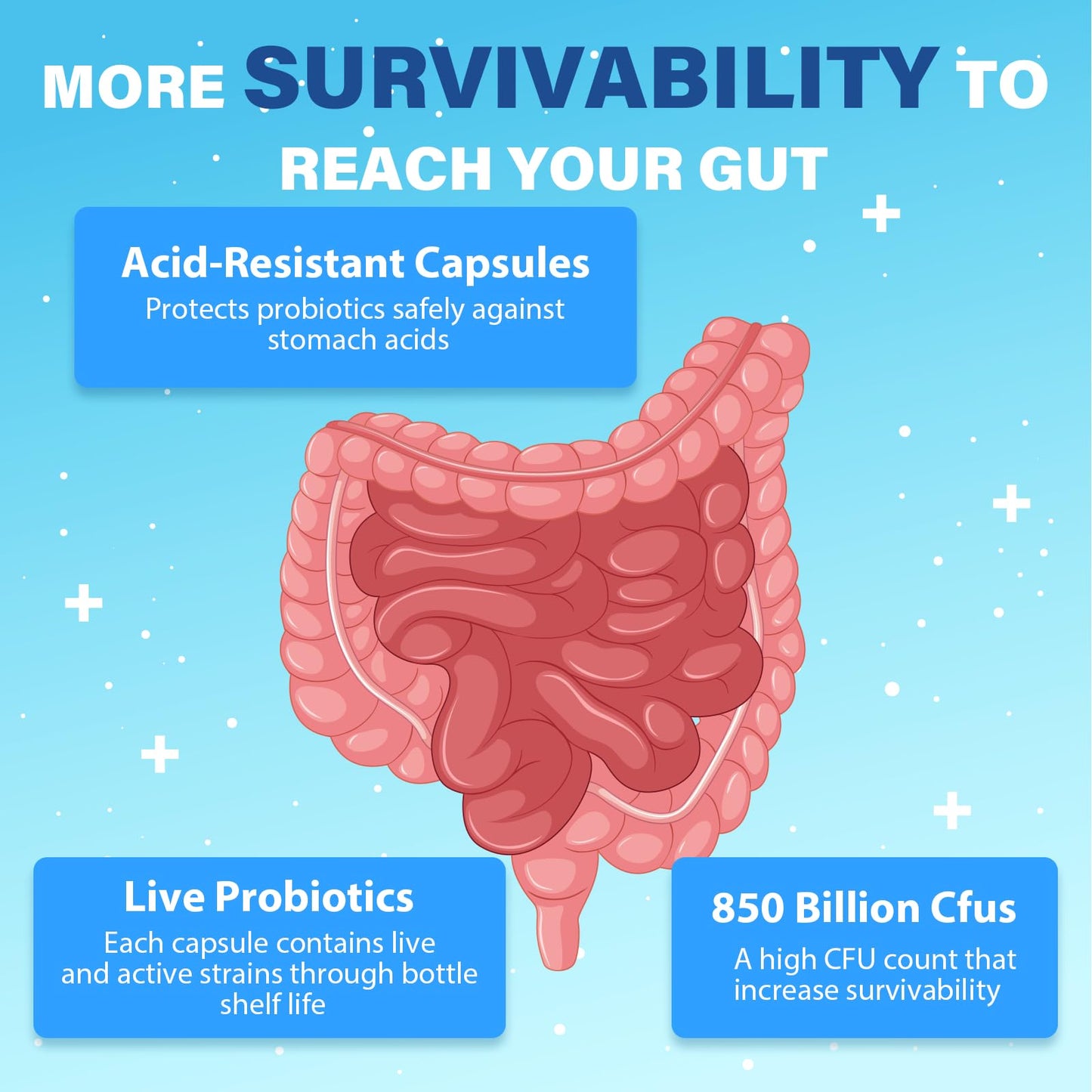 QIVERNAMY Probiotics for Men 50+ β 850B CFU, CoQ10, 360 Caps, 1800mg Prebiotic Fiber