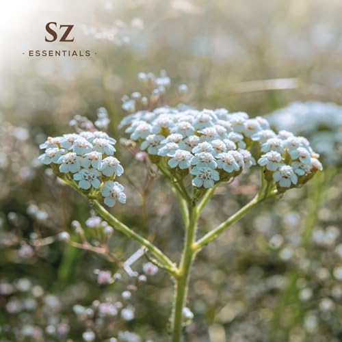 Sz Essentials Blue Yarrow Essential Oil โ 100% Pure, Calming & Grounding โ 0.22 fl oz (6.5 mL)