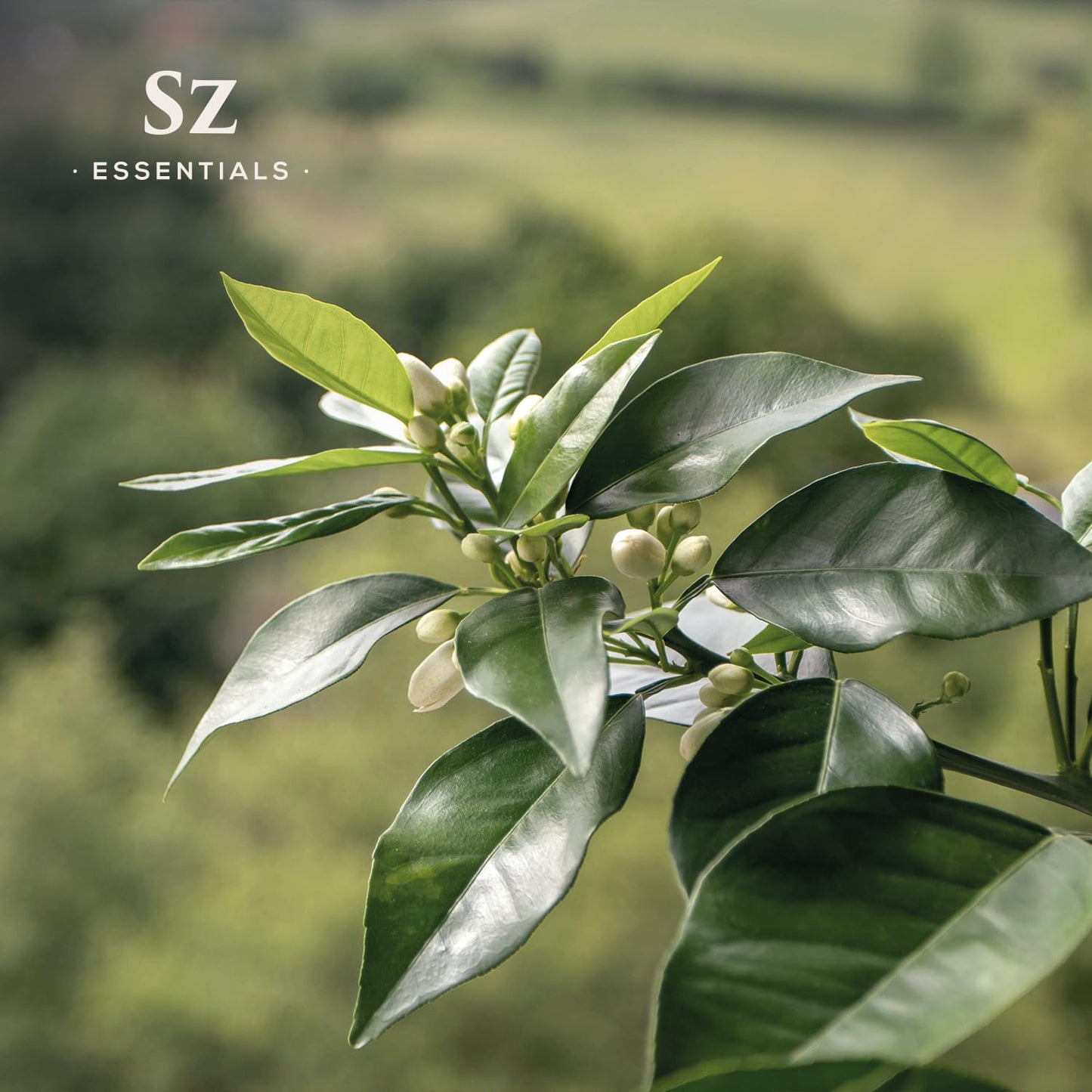 Sz Essentials Petitgrain Sur Fleurs Essential Oil โ 100% Pure & Therapeutic Grade
