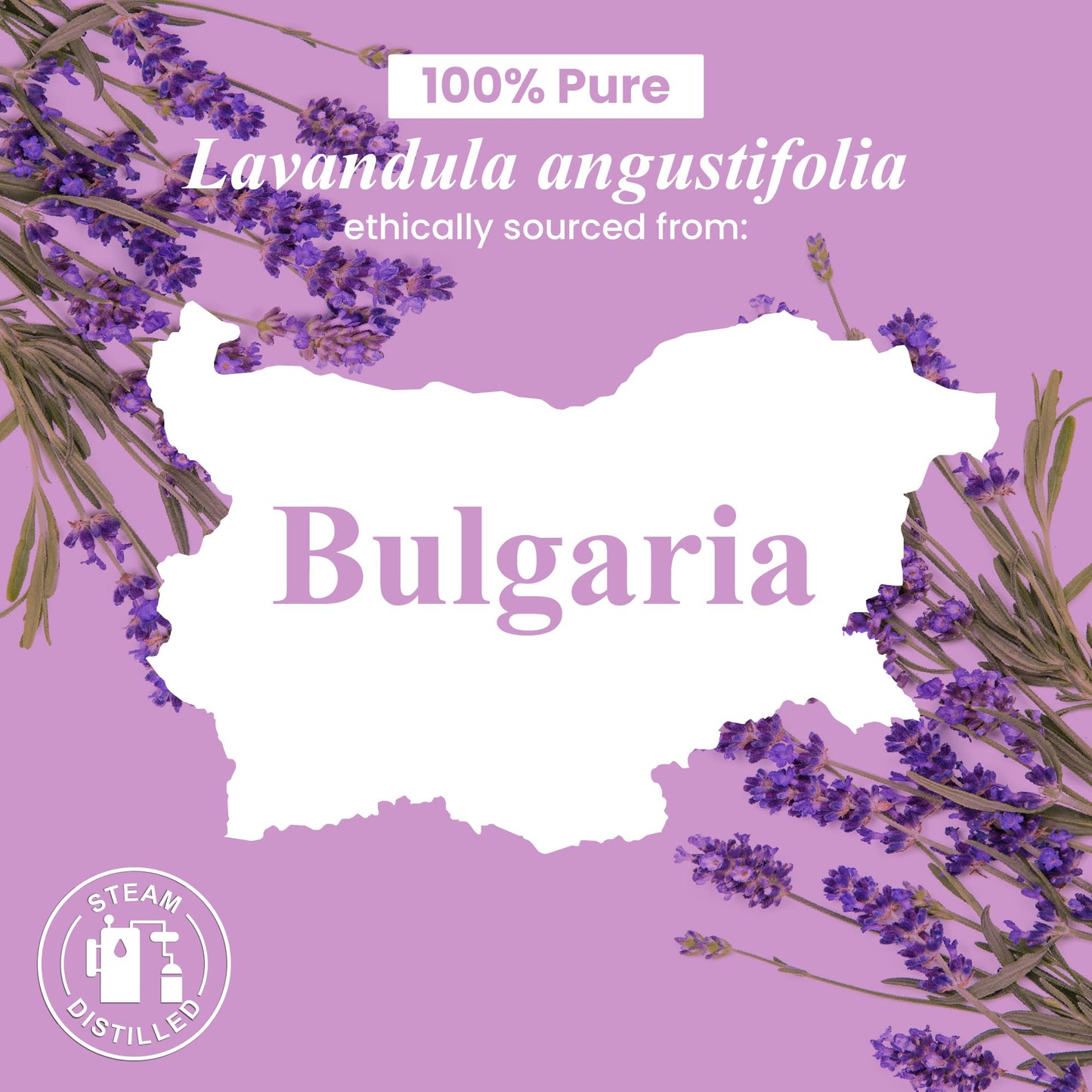 Handcraft Blends Lavender Angustifolia Essential Oil Gift Set โ 4 fl oz โ Pure & Natural โ Gift Box Included