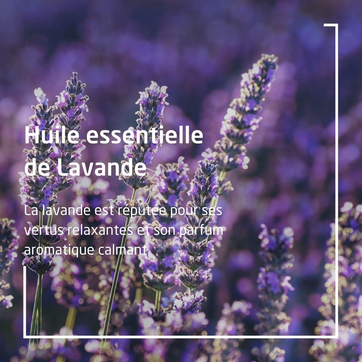 Weleda Relaxing Lavender Body & Beauty Oil โ 3.4 Fluid Ounce (Clear)