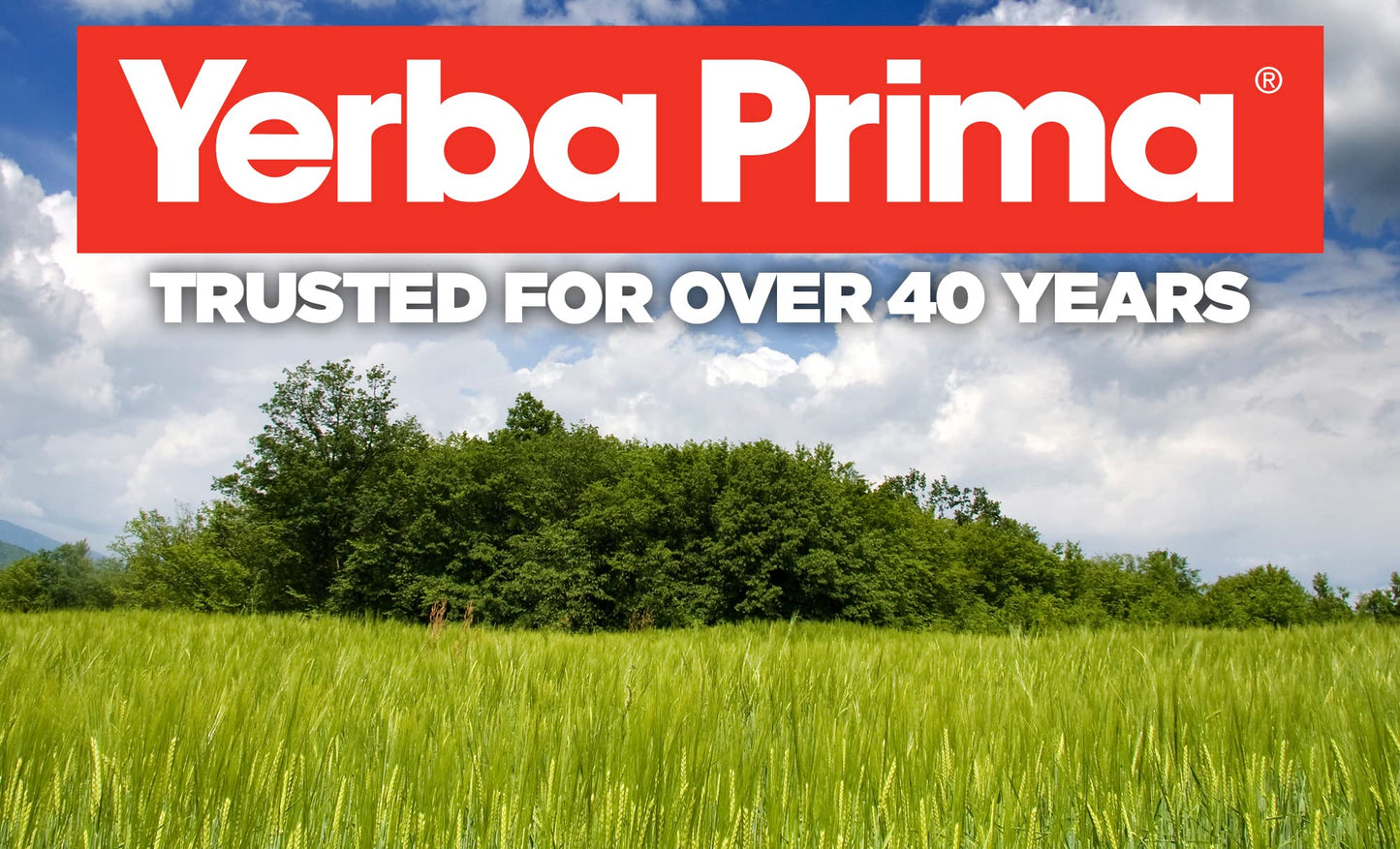 Yerba Prima Psyllium Husks Veg Caps โ 4x180 Count | Vegan, Gluten Free, Non-GMO Fiber