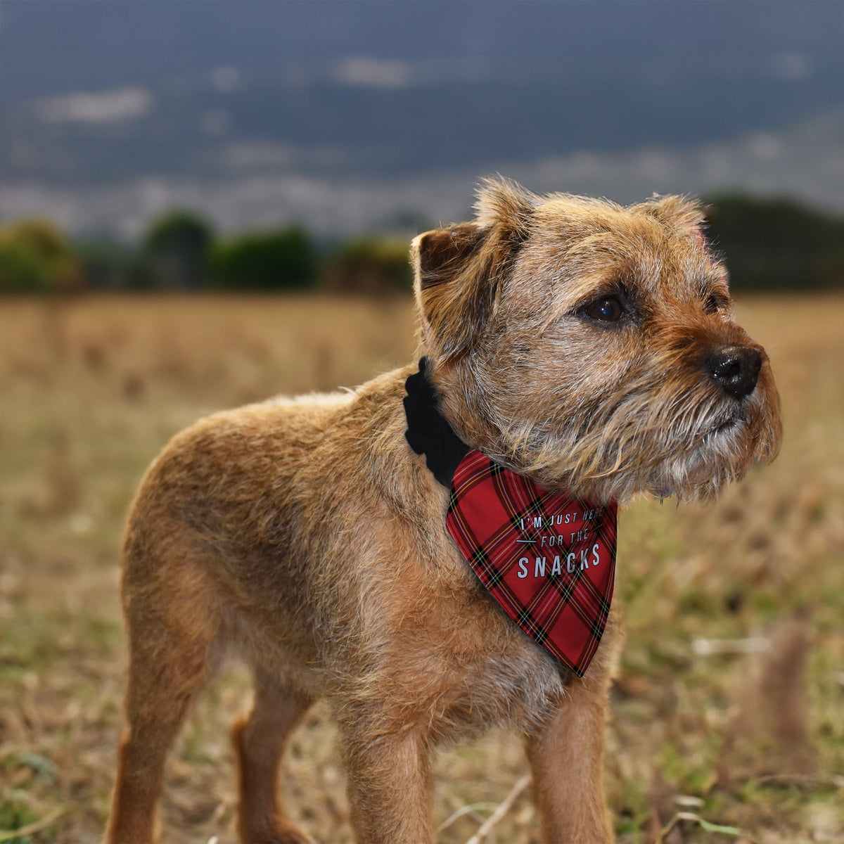 Just Here For The Snacks - Red Tartan - Dog Bandana - 4 Sizes