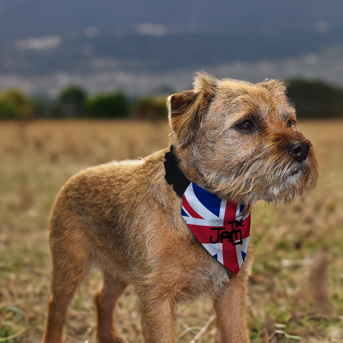 The Jam - Dog Bandana - 4 Sizes