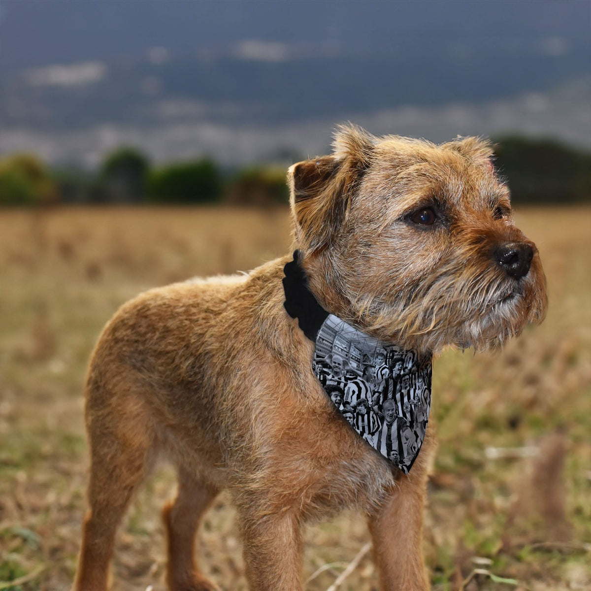 Newcastle Montage - Dog Bandana - 4 Sizes