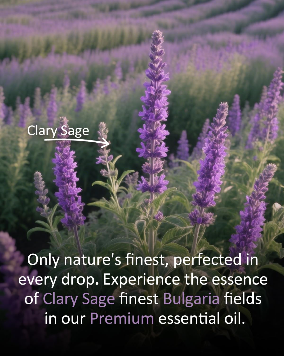 Airoomoil Pure Clary Sage Essential Oil – 4 oz (120 ml), 100% Natural, Premium Grade