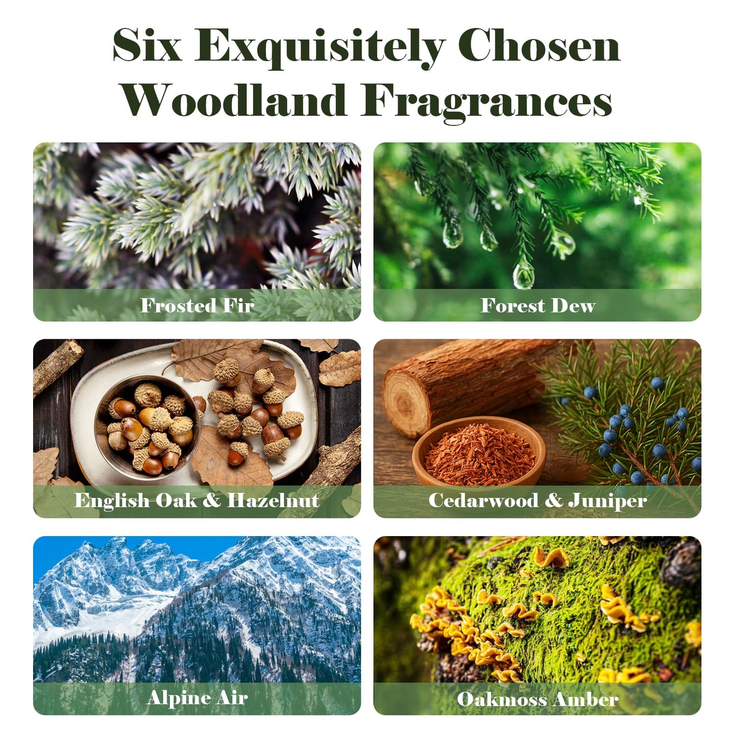 AmaKane Woodland Fragrance Oils - 6x10ml Forest Diffuser & Candle Scents
