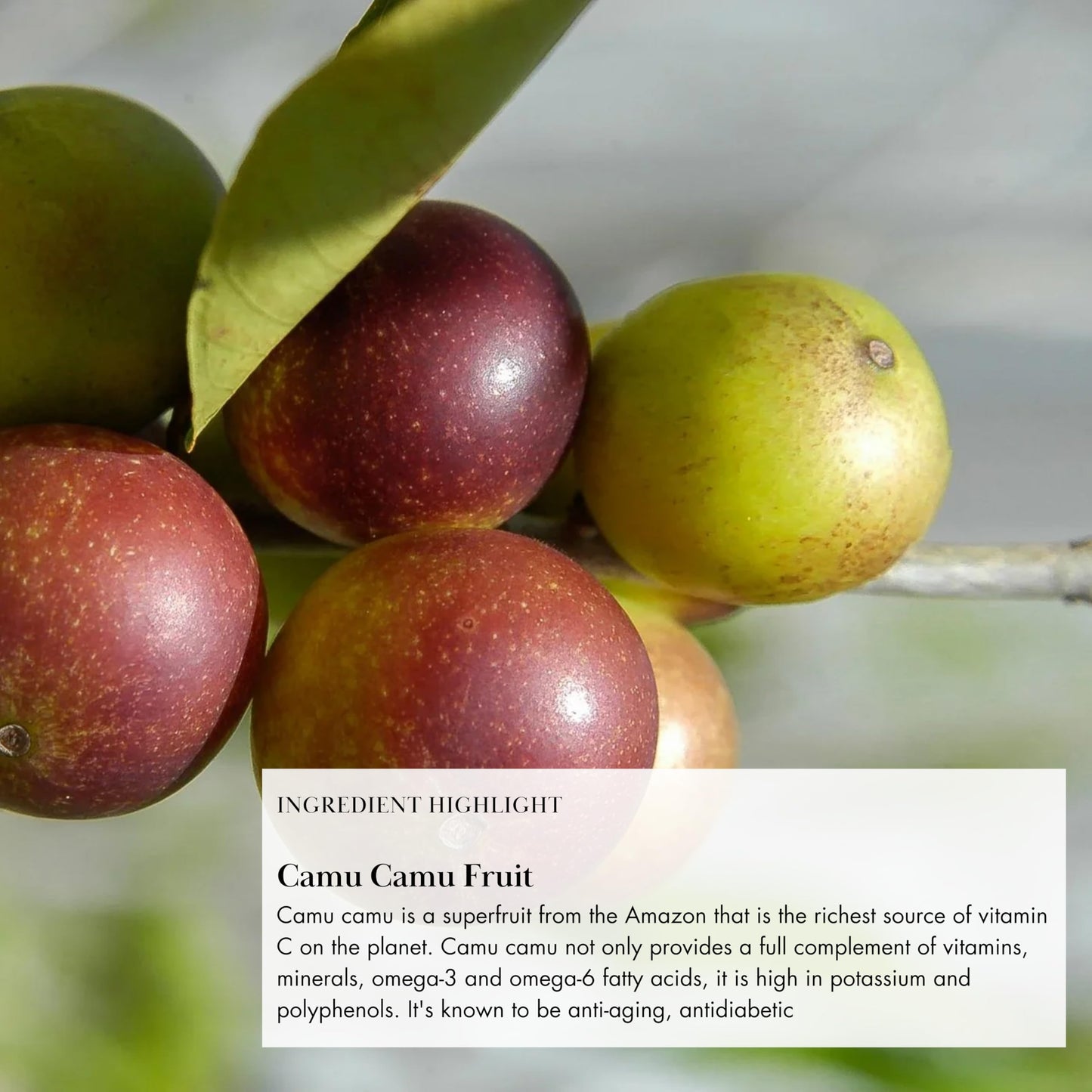 Anima Mundi Apothecary Vegan Collagen Booster Powder – Superfruit Bliss (5oz) | Skin, Hair & Nails