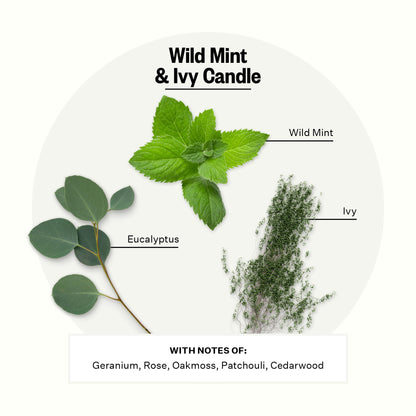 Apotheke Wild Mint & Ivy Scented Candle – 10.5 oz Soy Wax, Large White Jar