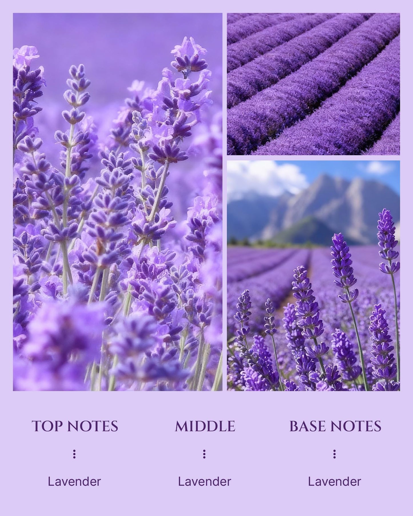Aromadd Lavender Diffuser Oil — Hotel-Inspired Lavender for Waterless Diffusers, 3.38 fl oz