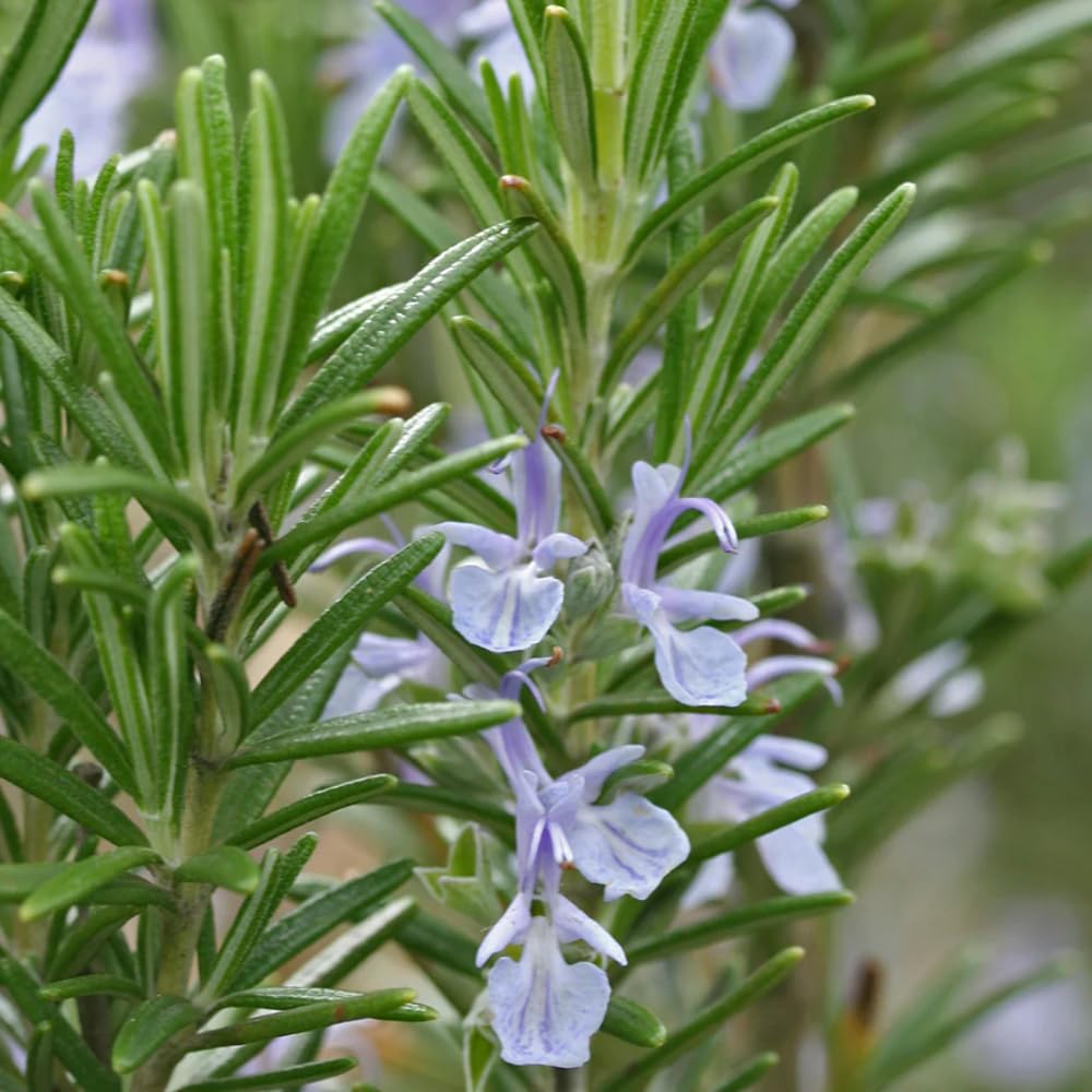 Aromatics International Premium Rosemary ct Camphor Essential Oil 5ml