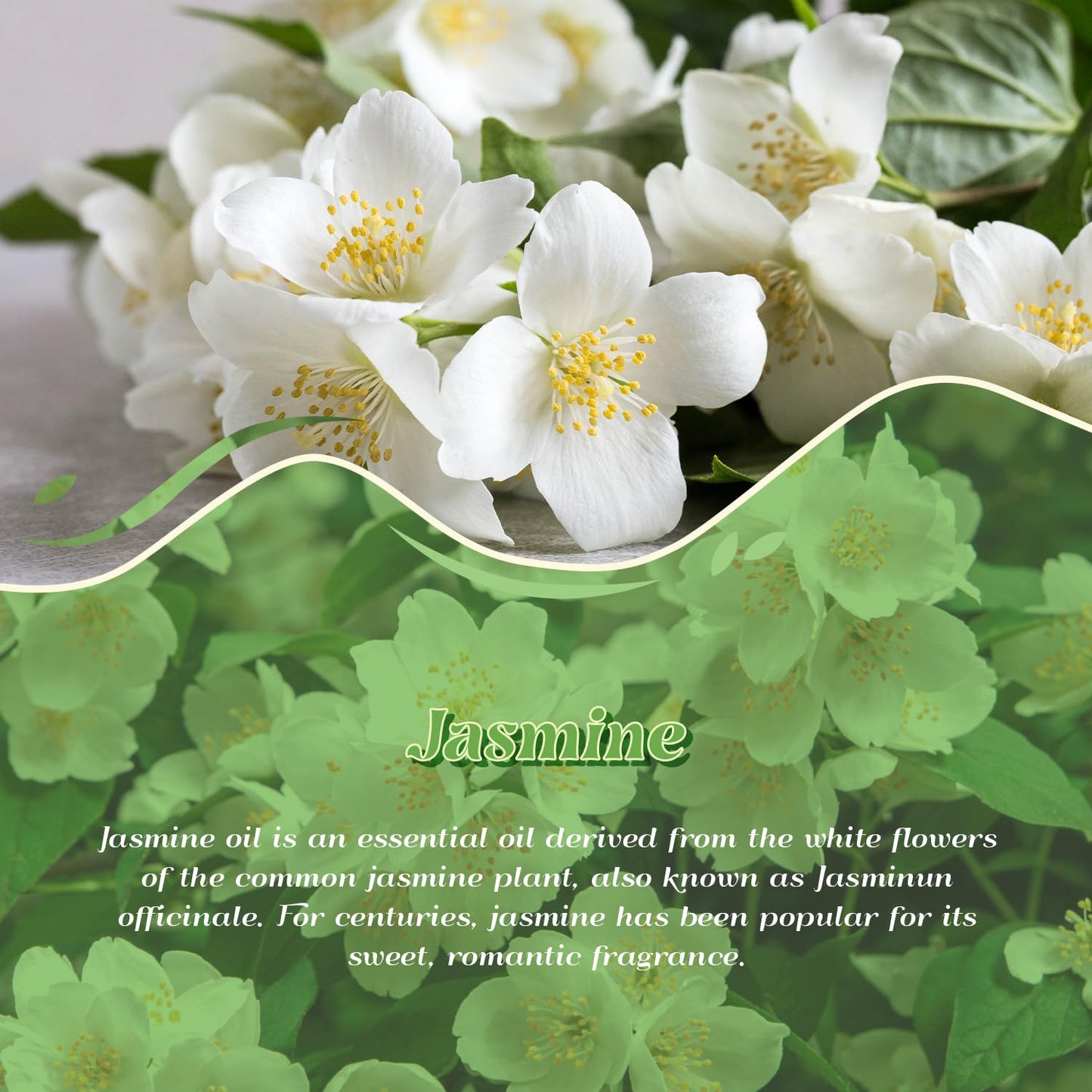 ARVIDSSON Jasmine Essential Oil 4 oz (120 ml) – Pure & Natural Aromatherapy Oil