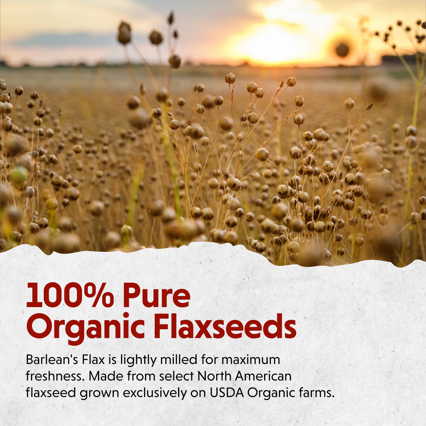 Barlean's Forti-Flax Organic Flaxseed - Ground Whole Raw Seeds, 16 oz, 2 Pack