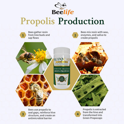 Beelife Green Propolis Capsules - 100% Green Propolis & Bee Pollen - Brazilian Propolis Extract - ISO 22000, Kosher - 120 Capsules