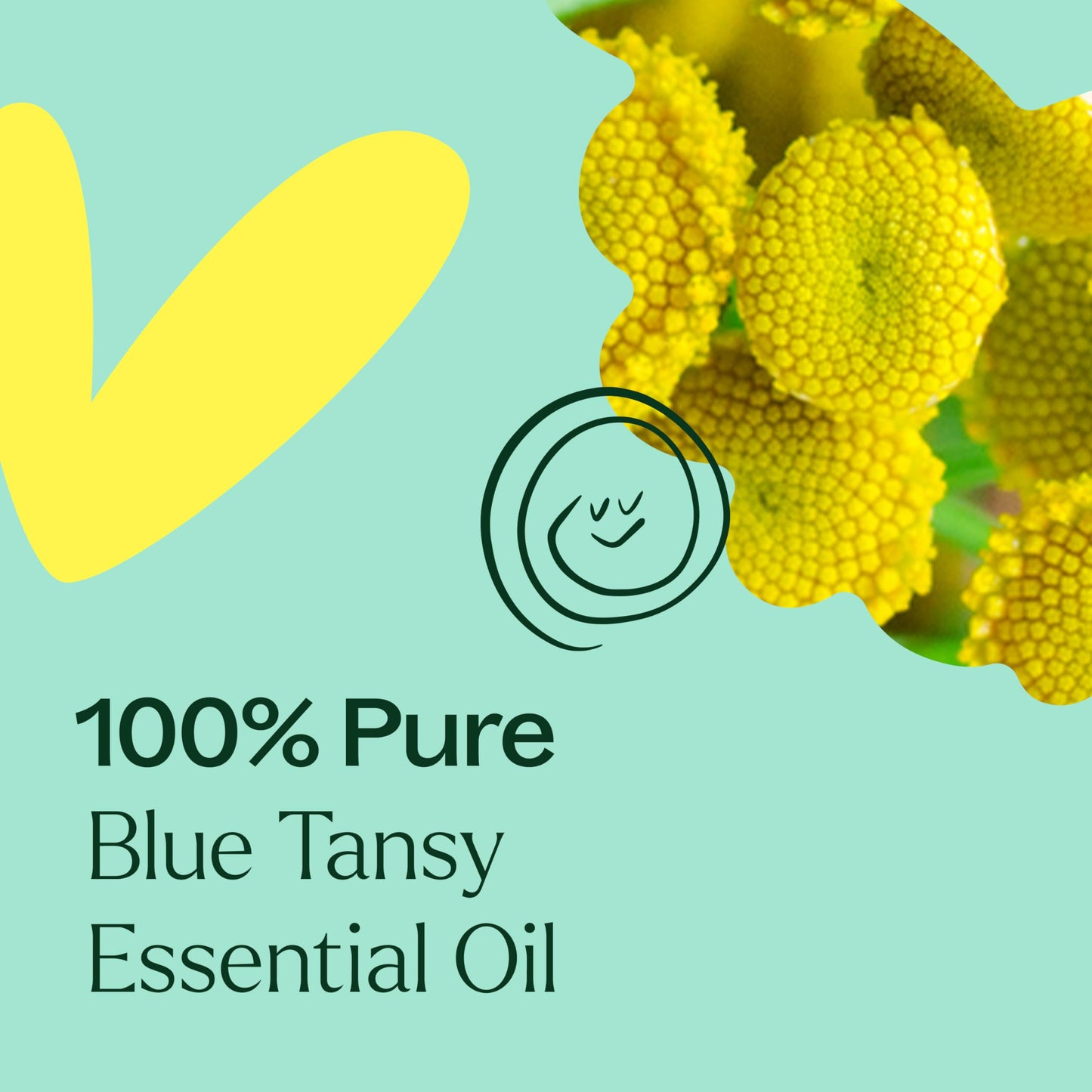 Blue Tansy Essential Oil 100% Pure – Plant Therapy 10 mL (Therapeutic Grade)