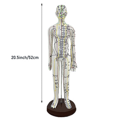 Body Acupuncture Model 20.5 Inches – English Points, Meridians Doll, High-Definition Acupoints for Student Practice