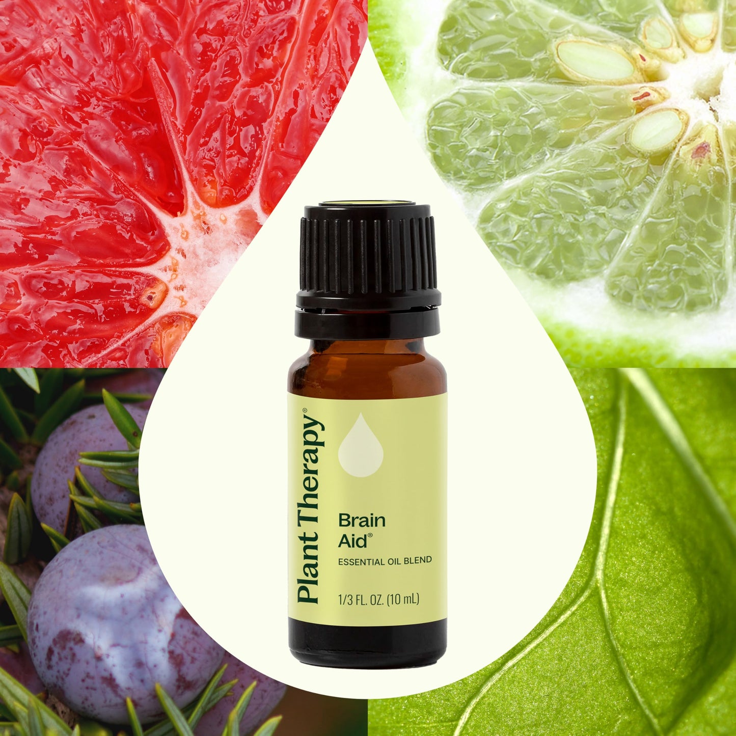 Brain Aid Essential Oil Blend for Focus & Attention – Plant Therapy 10 mL