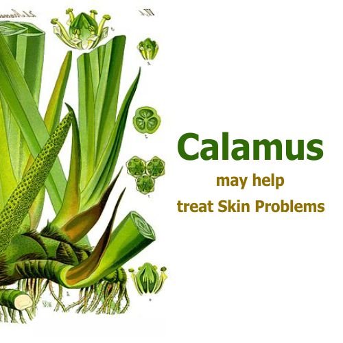 Calamus Oil (Acorus Calamus) Essential Oil – Salvia Amber Bottle 15ML | Pure Cold-Pressed