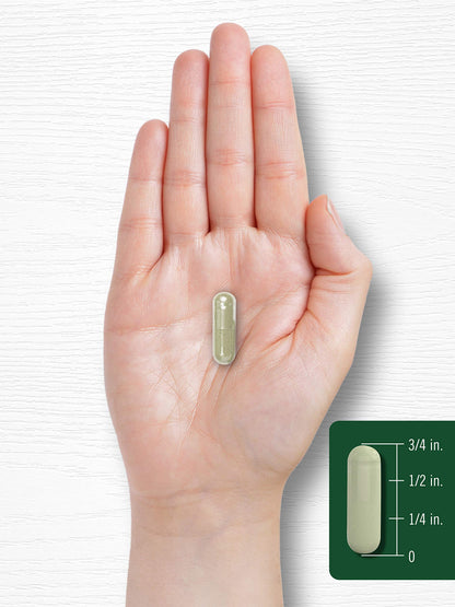 Carlyle Dong Quai Capsules 1000mg – 250 Count | Non-GMO & Gluten Free Traditional Herb