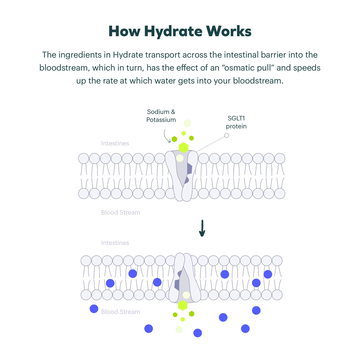 Cheers Classic Combo | Restore + Hydrate After Drinking | DHM, Electrolytes, B-Vitamins | 12 Doses Each