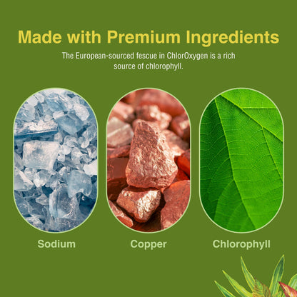Herbs Etc. ChlorOxygen Chlorophyll Concentrate – Blood Circulation & Energy Support (60 Softgels)