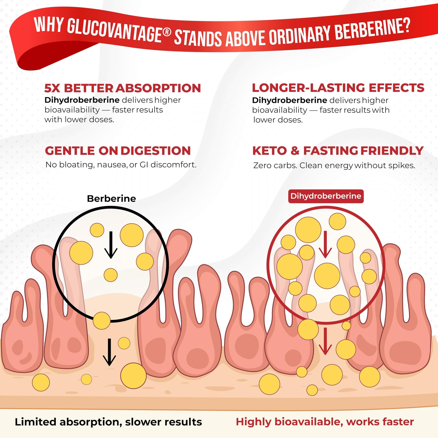 8 in 1 Dihydroberberine Supplement – Digestive Support & Immunity (90 Count)