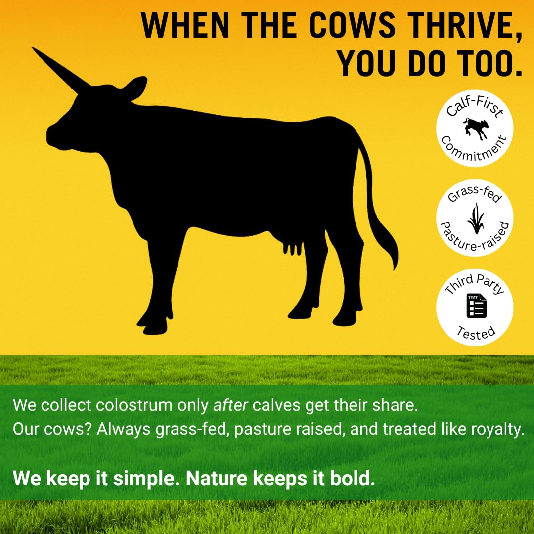 Bold Belly Colostrum Powder Supplement - Whole Cream Bovine Colostrum for Gut & Immune Support, Grass-Fed USA Cows, Cold-Processed, Natural IgG Colostrum Superfood, Unflavored - 5.3 OZ