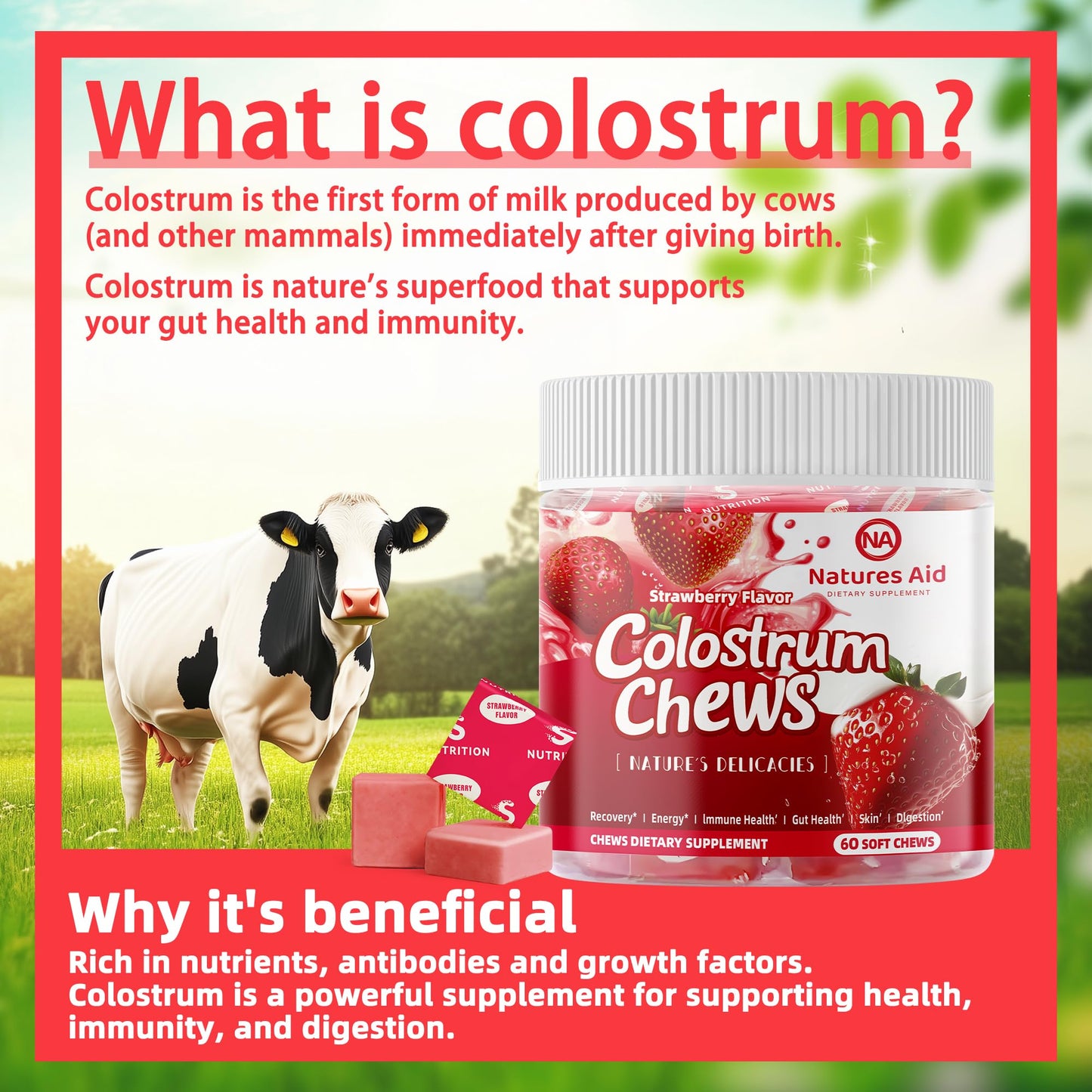 Colostrum Chews with Probiotics – Gut Health and Immunity (Strawberry)
