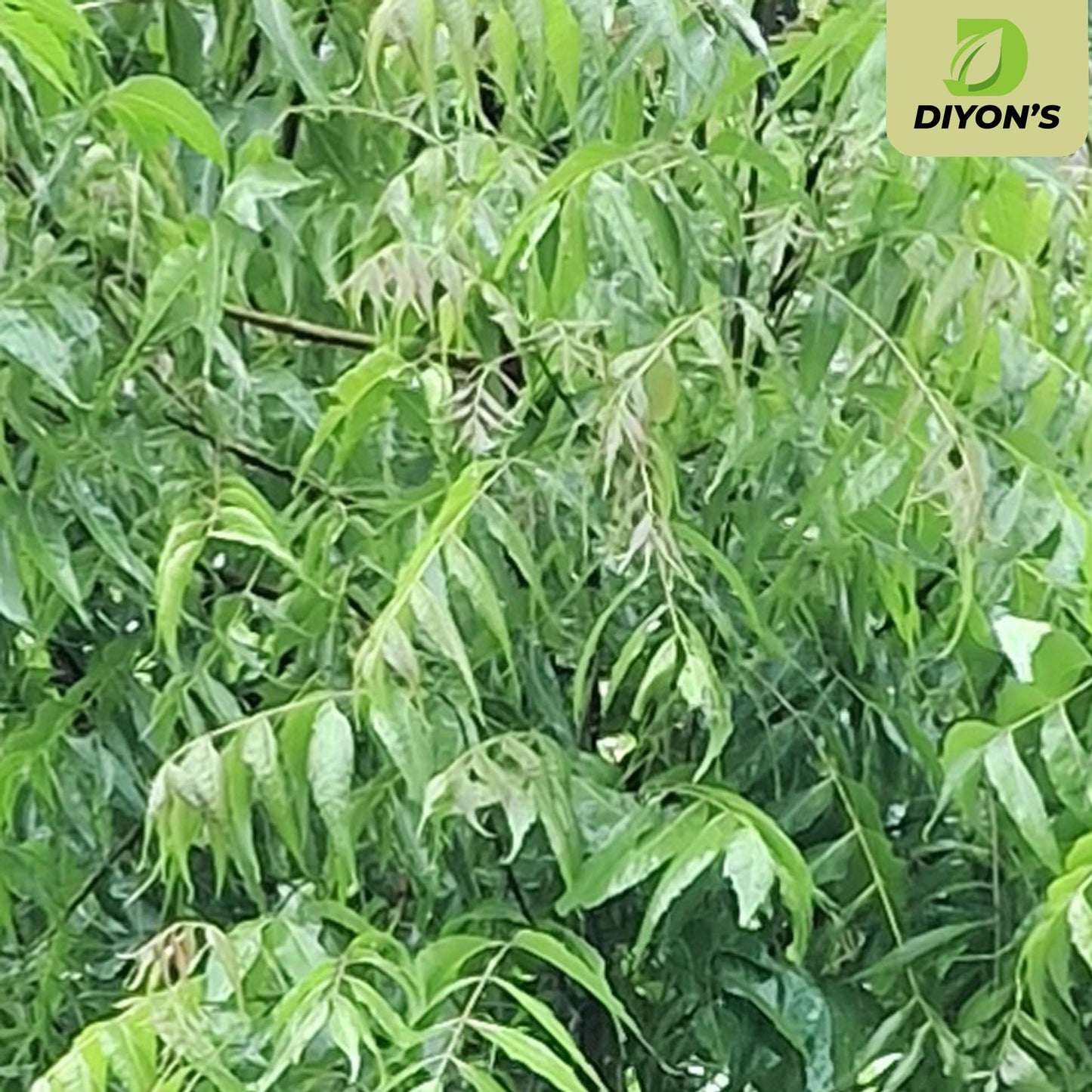 Diyon's Whole Dried Neem Leaves - 1 oz (28 g) 100% Natural, Air-Dried from Sri Lanka | Kraft Stand-Up Pouch