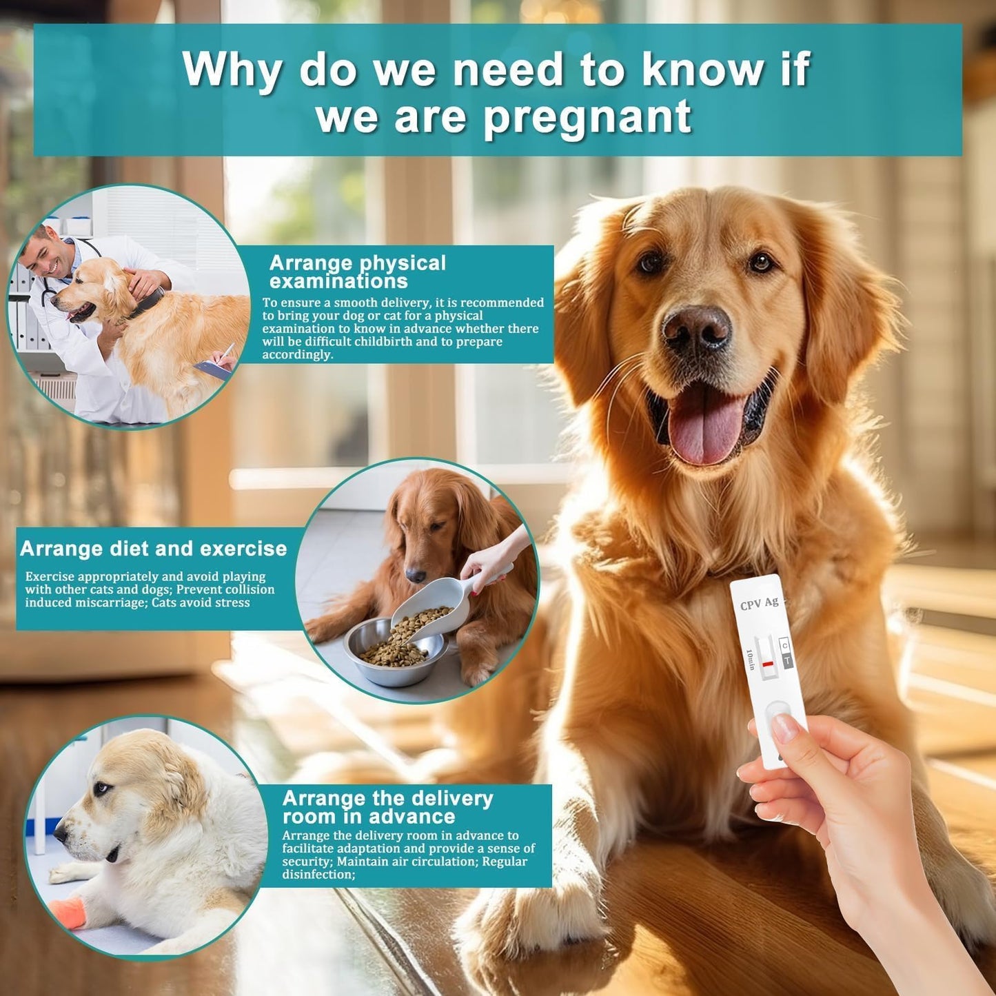 Dog & Cat Pregnancy Test Kit at Home — Urine-Based, 98.8% Accurate, 10-Minute Results