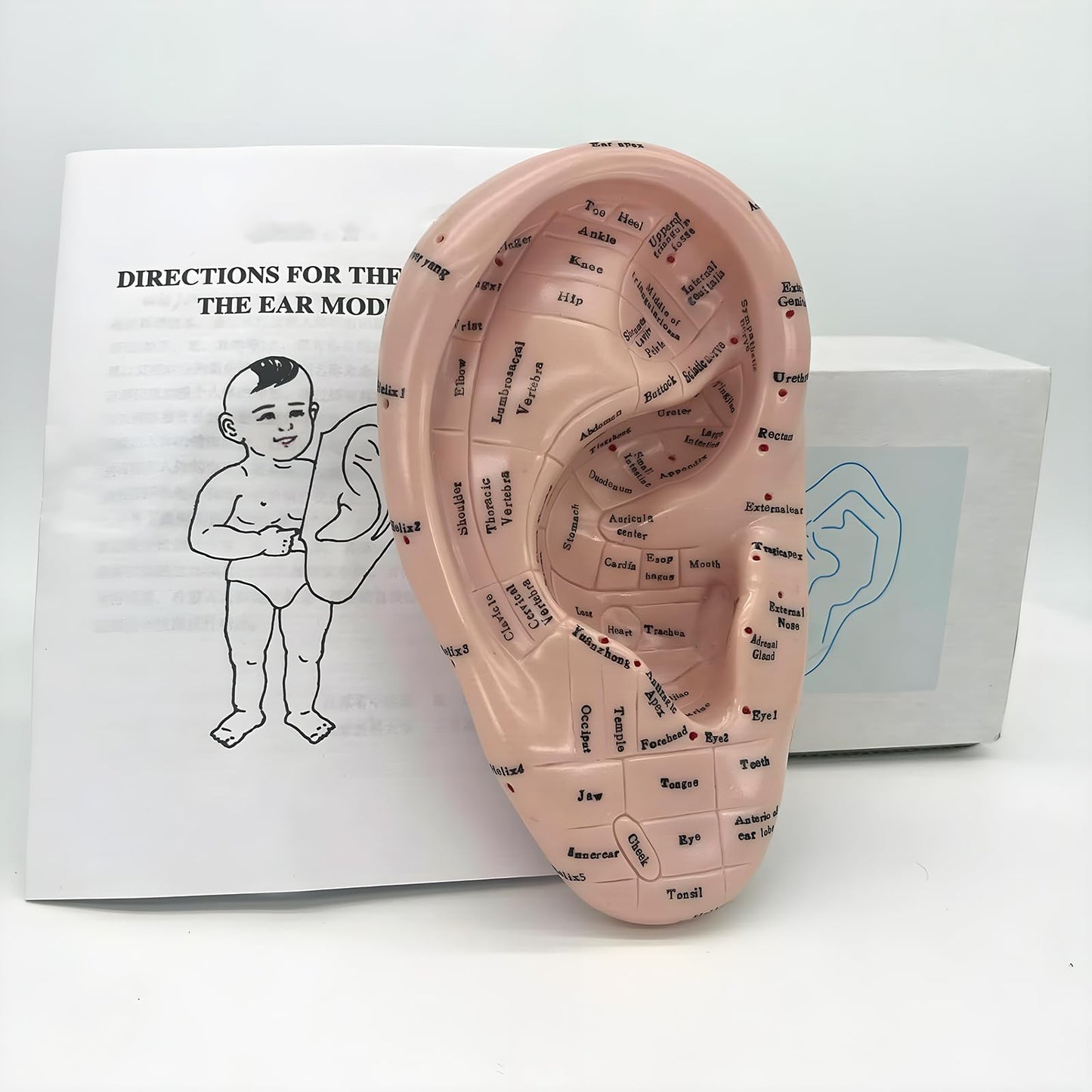 Ear Acupuncture Model 17cm – Ear Zone Model, Ear Massage, Ear Acupoints Learning