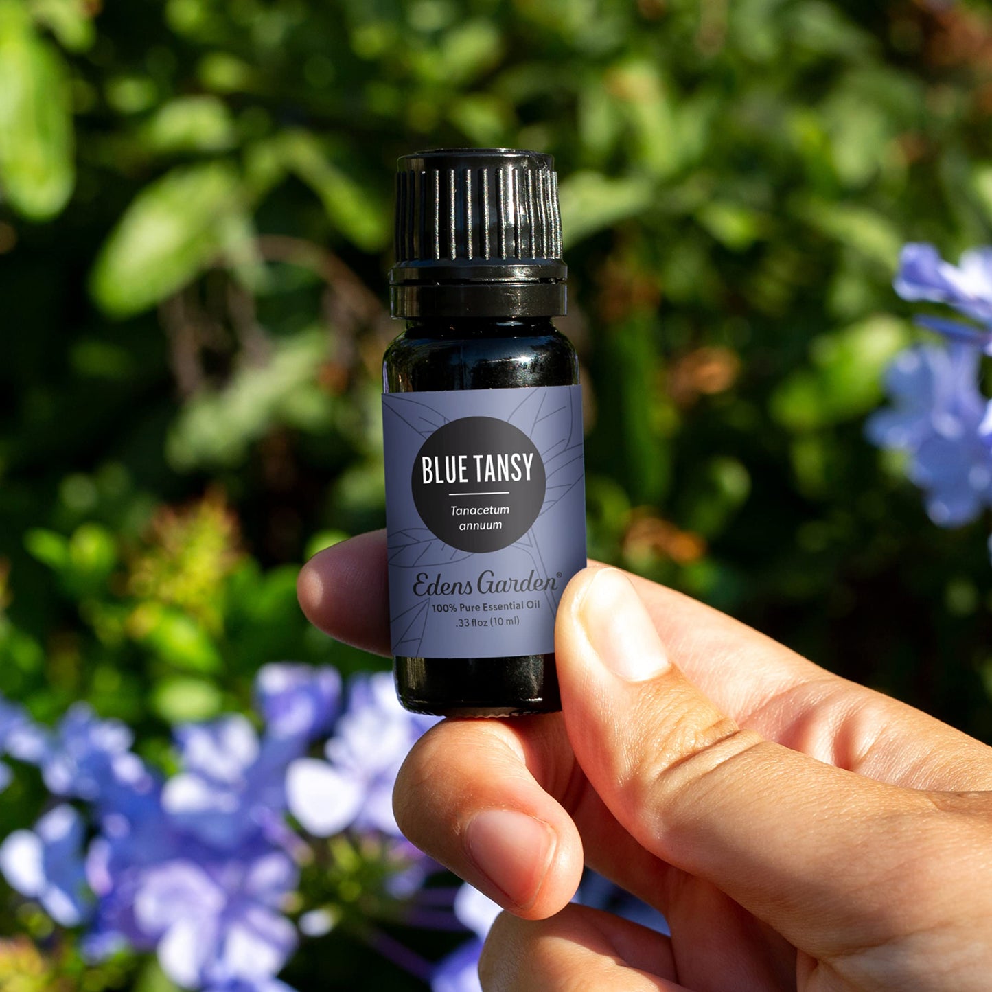 Edens Garden Blue Tansy Essential Oil – 100% Pure Premium Grade, 10 ml