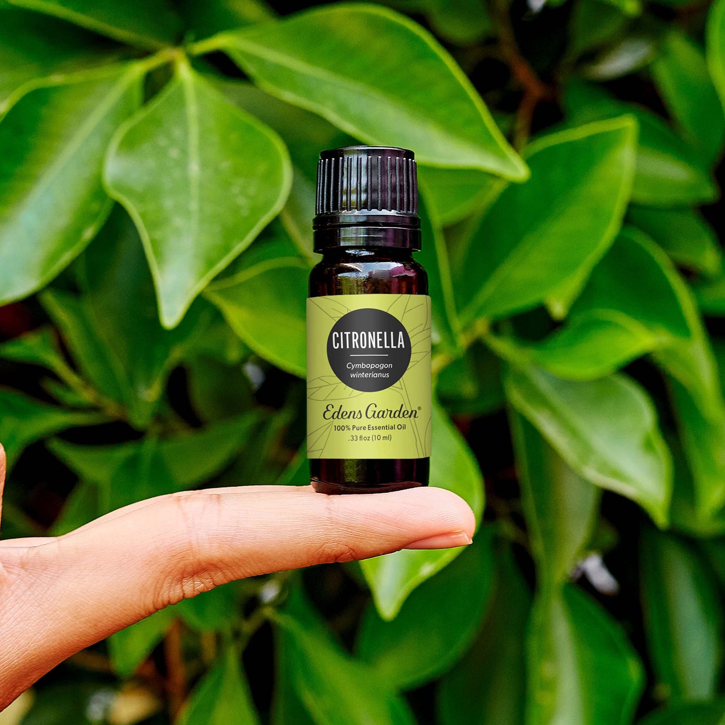 Edens Garden Citronella Essential Oil – 100% Pure, Premium Grade, 30 ml