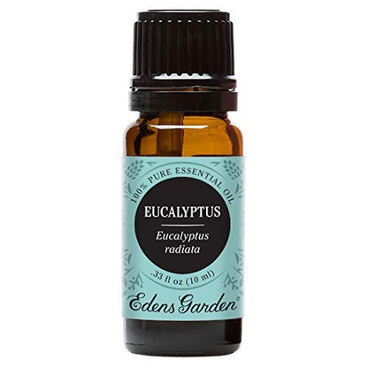 Edens Garden Eucalyptus Radiata Essential Oil – 100% Pure, Premium Grade, 10 ml
