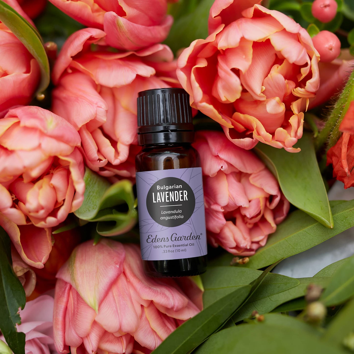 Edens Garden Lavender Bulgarian Essential Oil – 100% Pure, Premium Grade (10 ml)